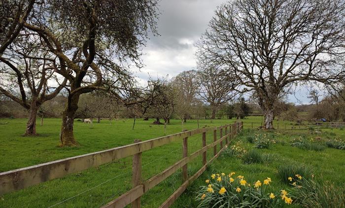 Orchard and paddock